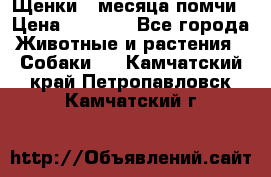 Щенки 4 месяца-помчи › Цена ­ 5 000 - Все города Животные и растения » Собаки   . Камчатский край,Петропавловск-Камчатский г.